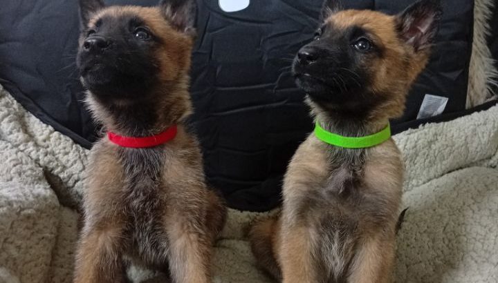 German Shepherd Pups
