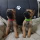 German Shepherd Pups
