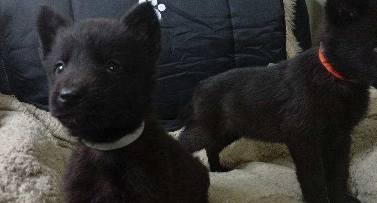 German Shepherd Pups