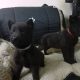 German Shepherd Pups