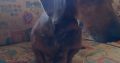 Purebred dachshund puppies