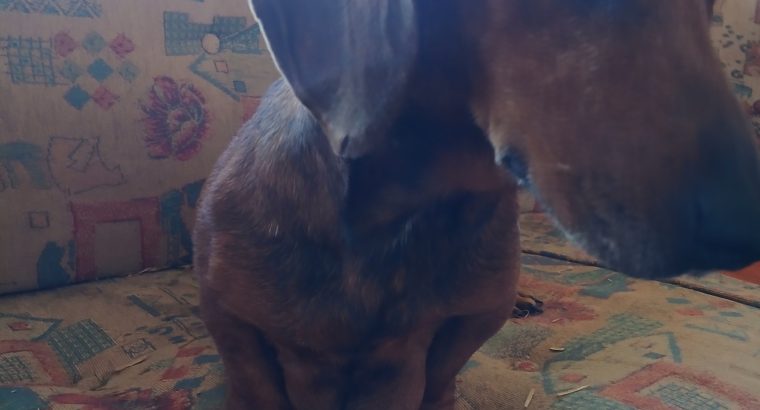 Purebred dachshund puppies