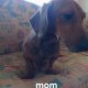 Purebred dachshund puppies