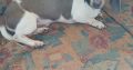 Purebred dachshund puppies