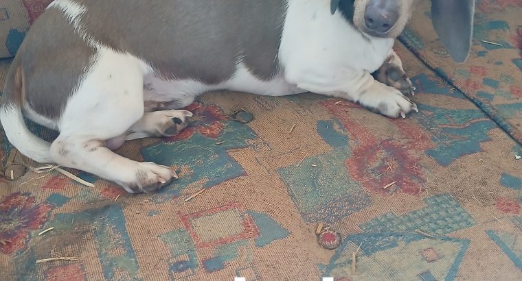 Purebred dachshund puppies