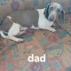 Purebred dachshund puppies