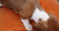 Purebred dachshund puppies