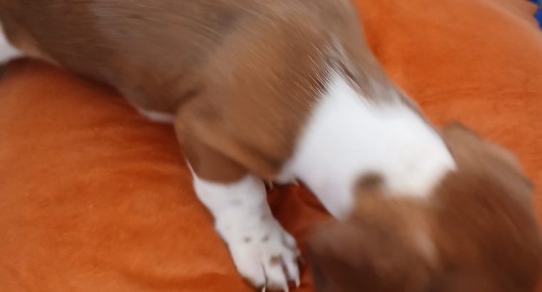 Purebred dachshund puppies