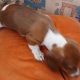 Purebred dachshund puppies