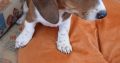 Purebred dachshund puppies
