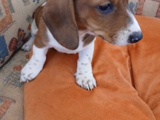 Purebred dachshund puppies
