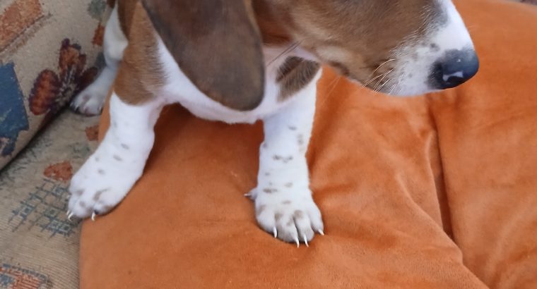 Purebred dachshund puppies