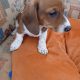 Purebred dachshund puppies