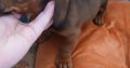 Purebred dachshund puppies