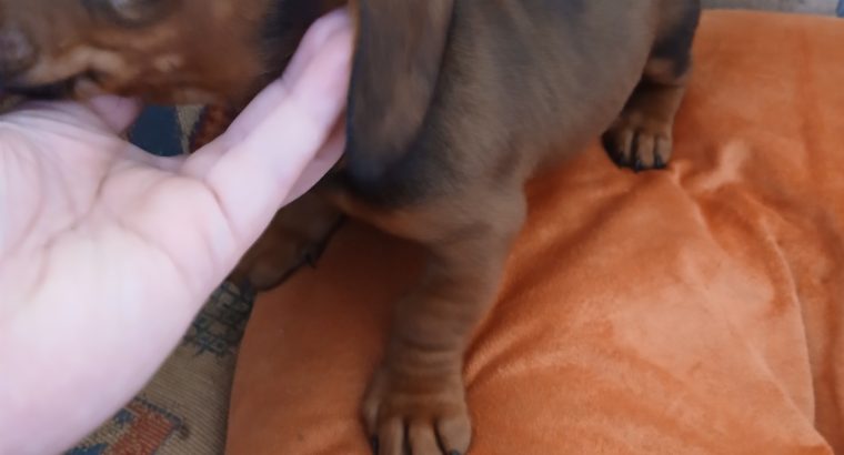 Purebred dachshund puppies