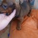 Purebred dachshund puppies