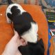 Purebred dachshund puppies