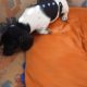 Purebred dachshund puppies