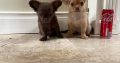 Tiny Chihuahua pups for sale IKC REGISTERED