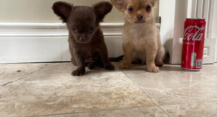 Tiny Chihuahua pups for sale IKC REGISTERED
