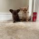 Tiny Chihuahua pups for sale IKC REGISTERED