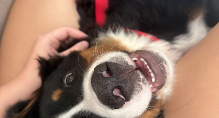6 month old pup looking for a loving home