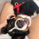 6 month old pup looking for a loving home