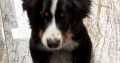 6 month old pup looking for a loving home