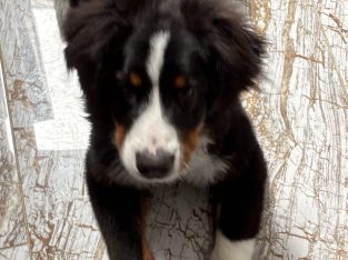 6 month old pup looking for a loving home