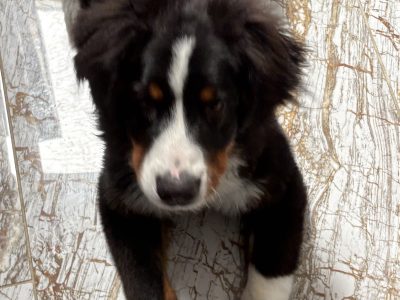 6 month old pup looking for a loving home