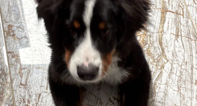 6 month old pup looking for a loving home