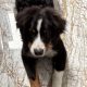 6 month old pup looking for a loving home