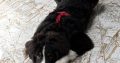 6 month old pup looking for a loving home