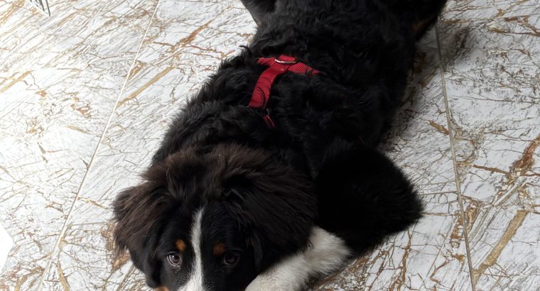 6 month old pup looking for a loving home
