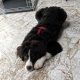 6 month old pup looking for a loving home
