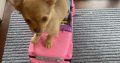 Tiny Chihuahua pups for sale IKC REGISTERED