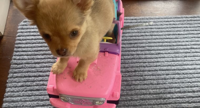 Tiny Chihuahua pups for sale IKC REGISTERED