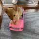 Tiny Chihuahua pups for sale IKC REGISTERED