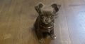 Tiny Chihuahua pups for sale IKC REGISTERED