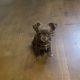 Tiny Chihuahua pups for sale IKC REGISTERED