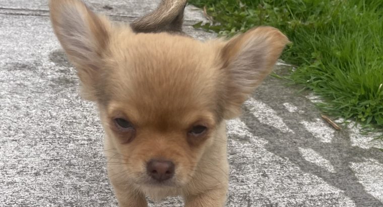 Tiny Chihuahua pups for sale IKC REGISTERED