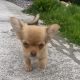 Tiny Chihuahua pups for sale IKC REGISTERED