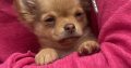 Tiny Chihuahua pups for sale IKC REGISTERED