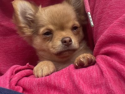 Tiny Chihuahua pups for sale IKC REGISTERED