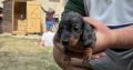 Purebred dachshund puppies