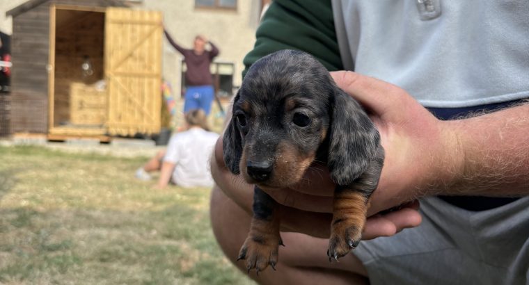 Purebred dachshund puppies