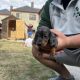 Purebred dachshund puppies