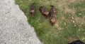 Purebred dachshund puppies