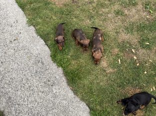 Purebred dachshund puppies