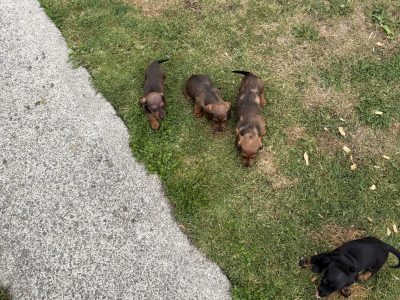 Purebred dachshund puppies